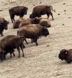 Bisons